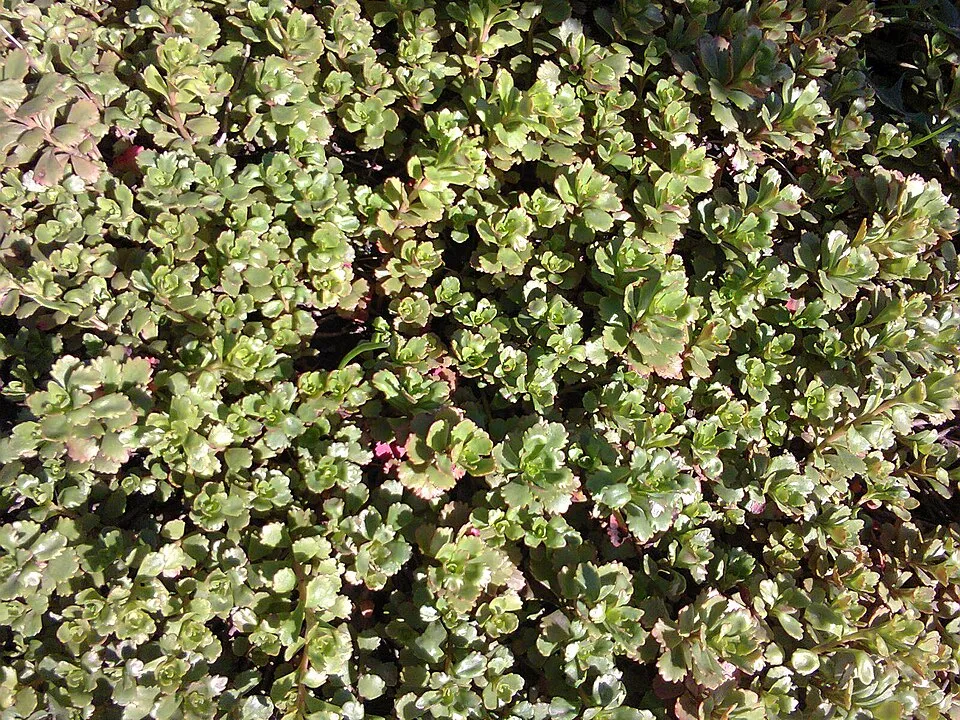Kamtschatkai varjúháj / Sedum kamtschaticum 'The Edge'
