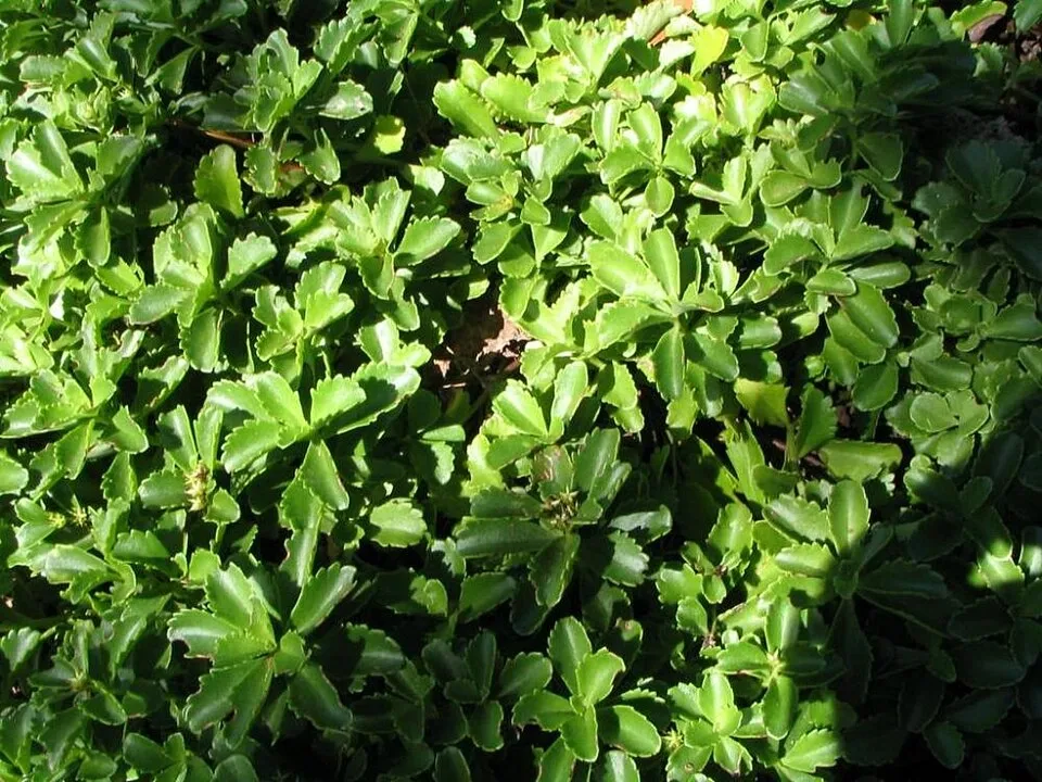 Kamtschatkai varjúháj / Sedum kamtschaticum 'The Edge'
