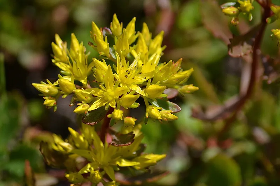Varjúháj / Sedum kurilense