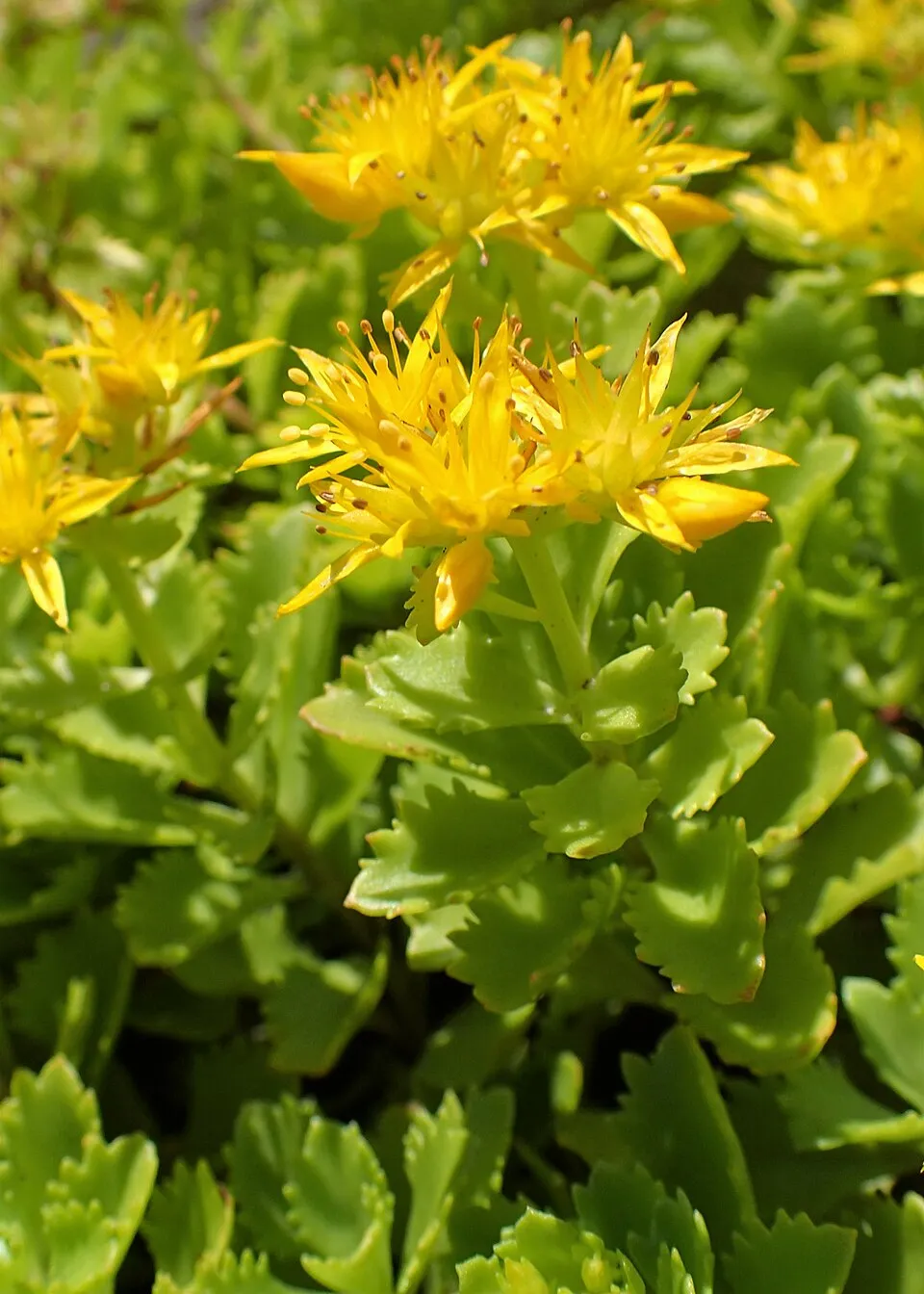 Varjúháj / Sedum kurilense