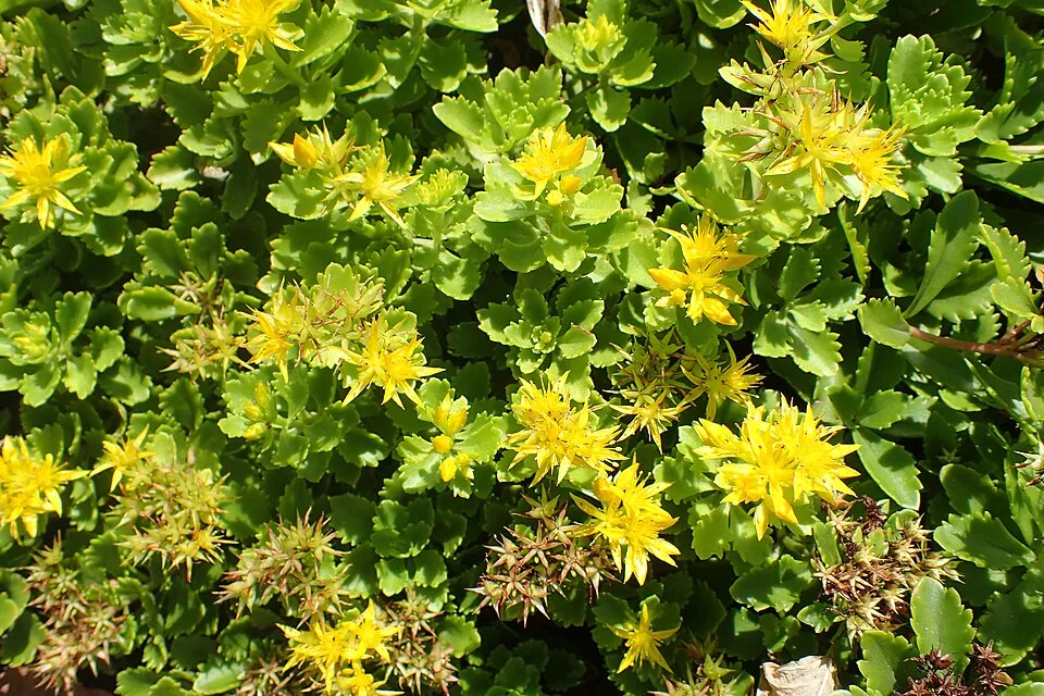 Varjúháj / Sedum kurilense