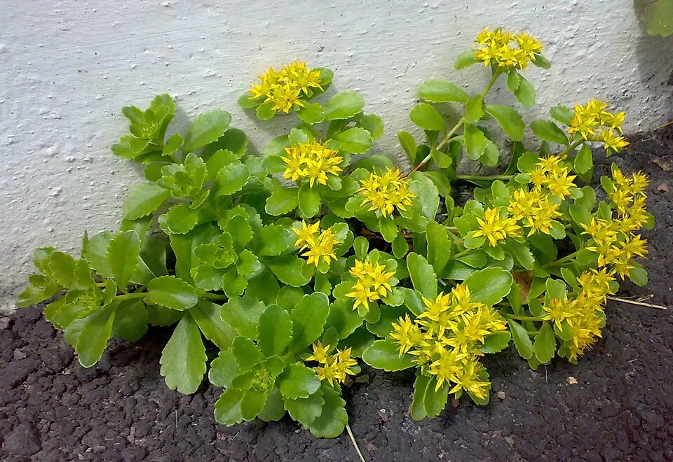 Varjúháj / Sedum kurilense