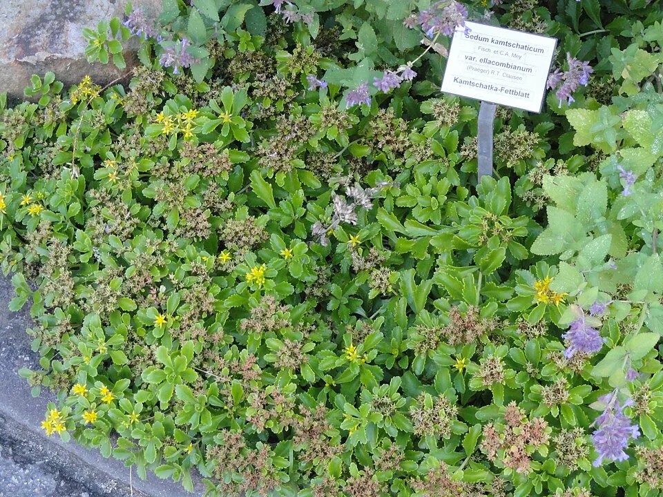 Varjúháj / Sedum kurilense