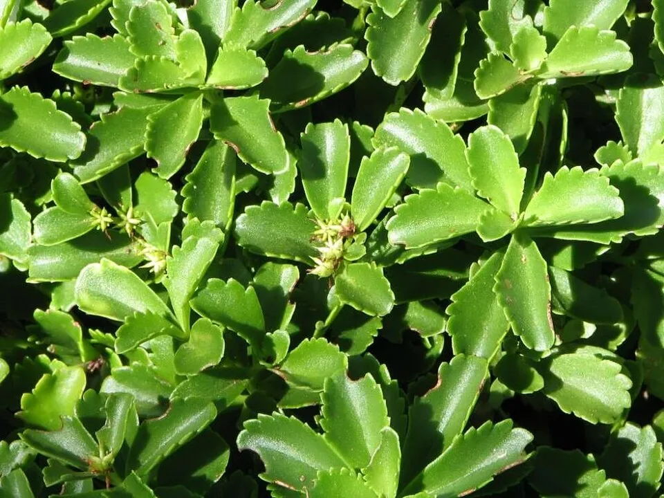 Varjúháj / Sedum kurilense