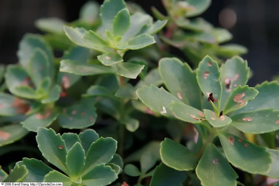 Varjúháj / Sedum kurilense