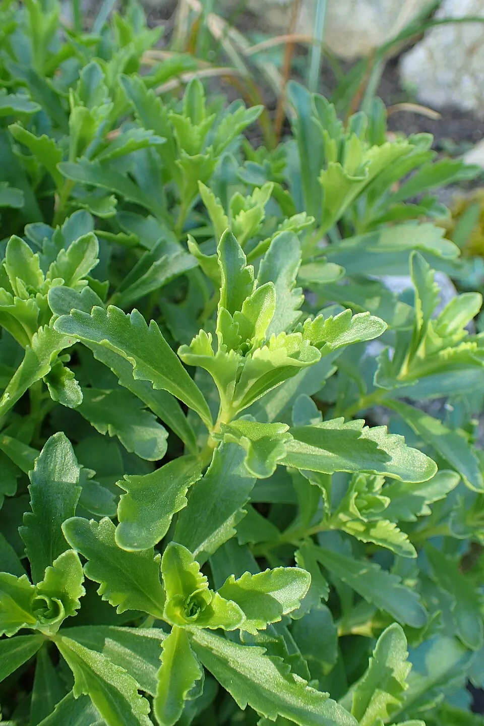 Varjúháj / Sedum kurilense