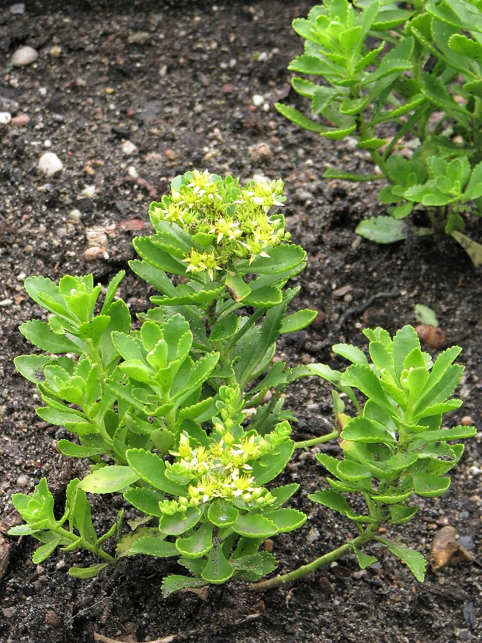 Varjúháj / Sedum kurilense