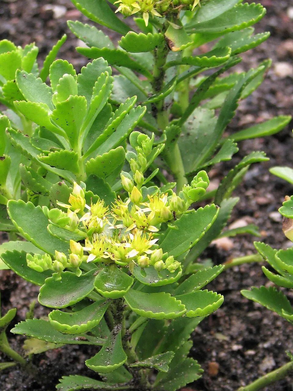 Varjúháj / Sedum kurilense