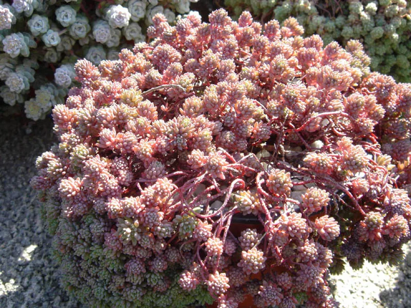 Kis-ázsiai varjúháj / Sedum lydium 'Glaucum'