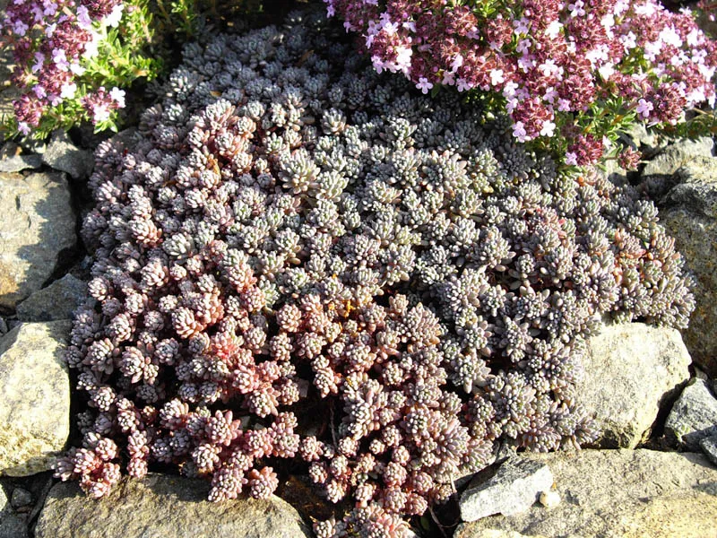 Kis-ázsiai varjúháj / Sedum lydium 'Glaucum'