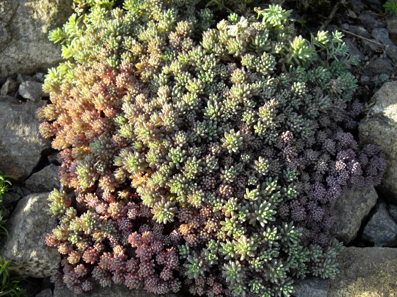 Kis-ázsiai varjúháj / Sedum lydium 'Glaucum'