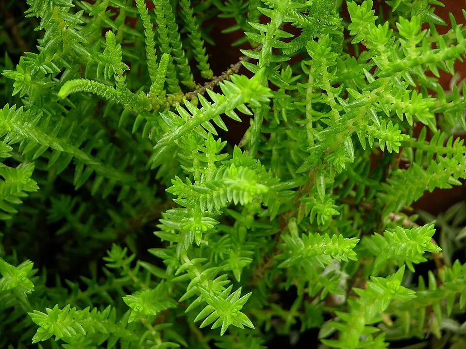 Kövi varjúháj / Sedum reflexum 'Angelina'