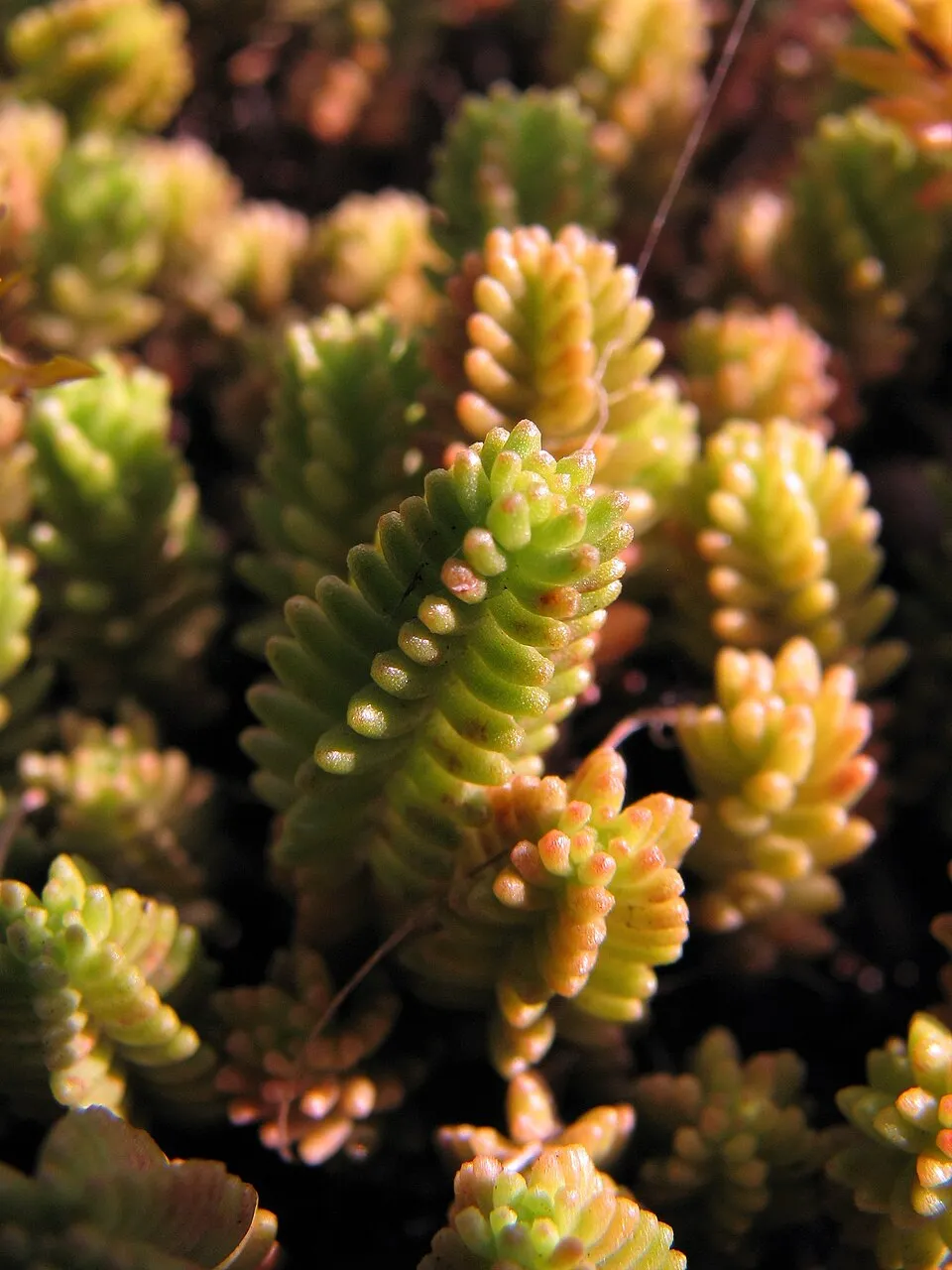 Hatsoros varjúháj / Sedum sexangulare