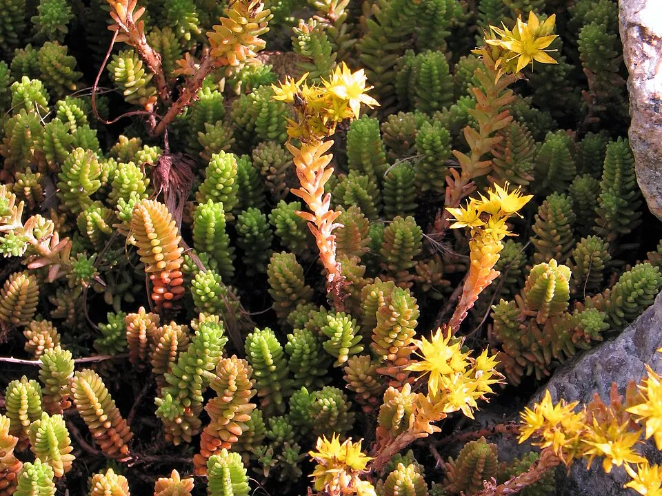 Hatsoros varjúháj / Sedum sexangulare