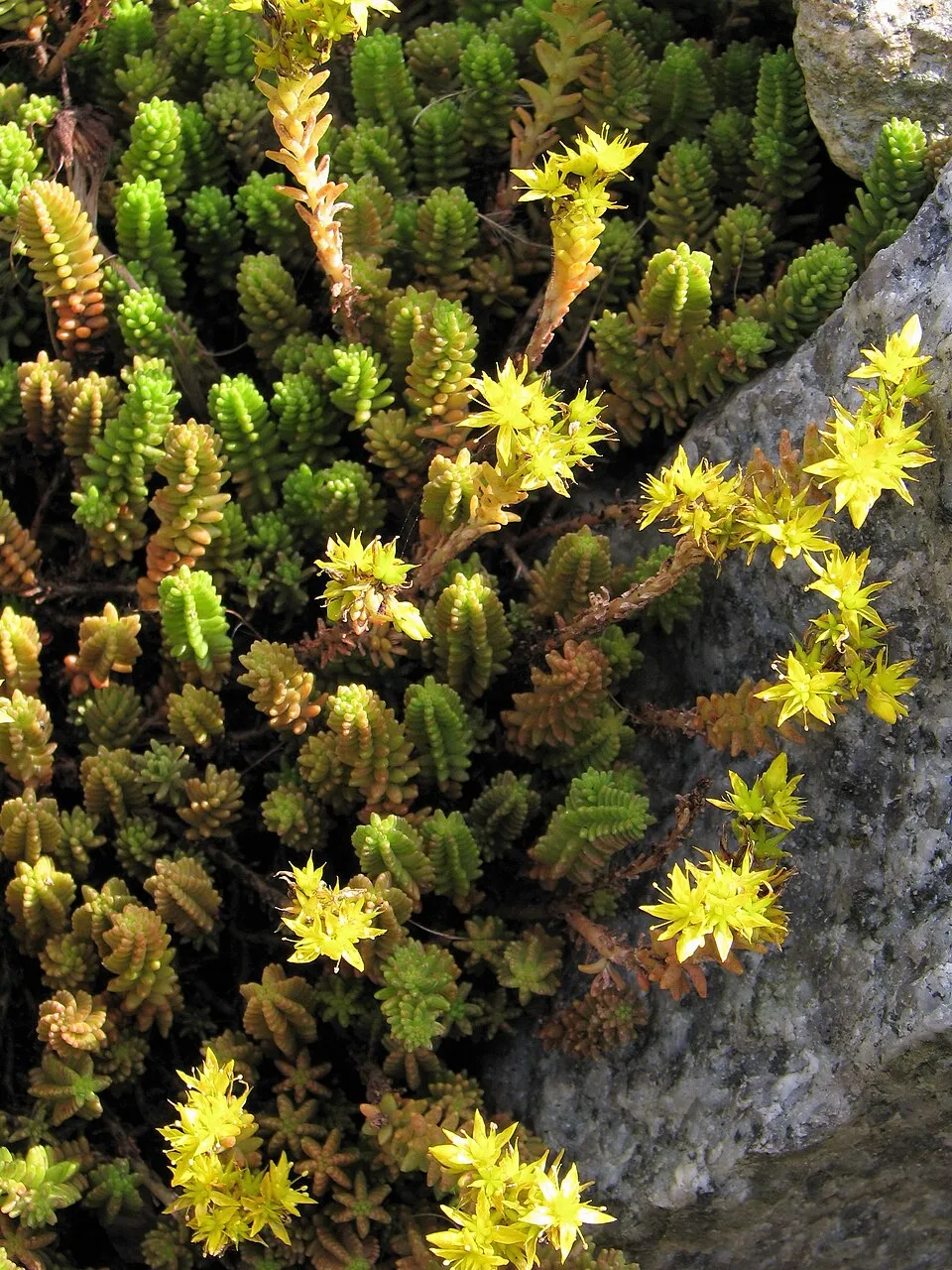 Hatsoros varjúháj / Sedum sexangulare