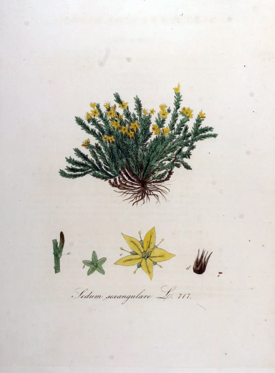 Hatsoros varjúháj / Sedum sexangulare