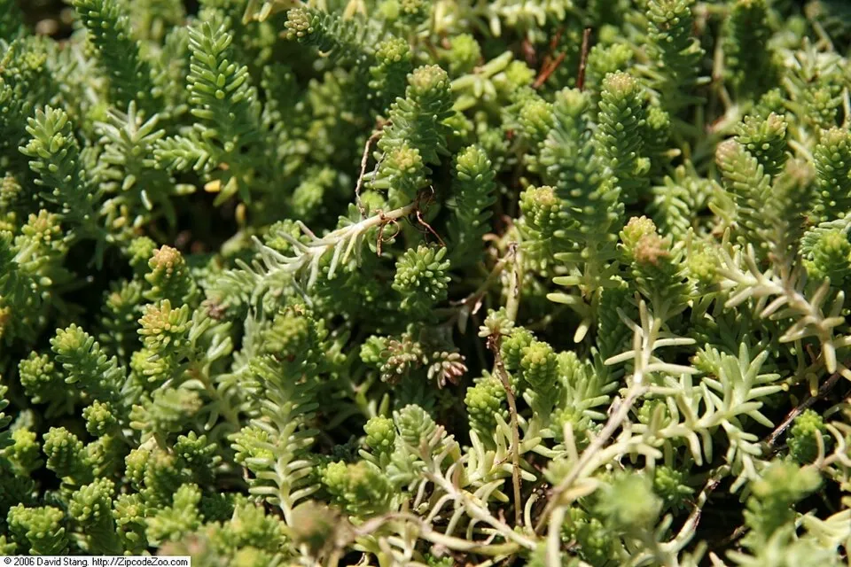 Hatsoros varjúháj / Sedum sexangulare