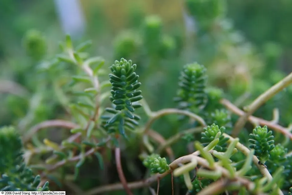 Hatsoros varjúháj / Sedum sexangulare