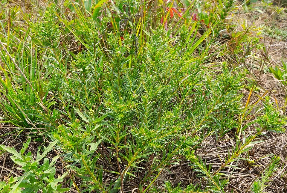 Őszirózsa / Aster linariifolius