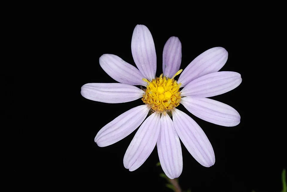 Őszirózsa / Aster linariifolius