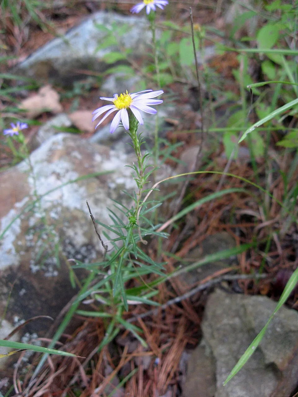 Őszirózsa / Aster linariifolius