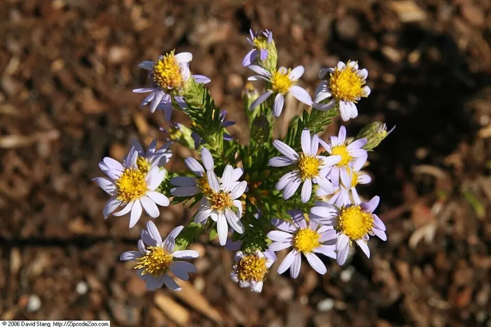 Őszirózsa / Aster linariifolius