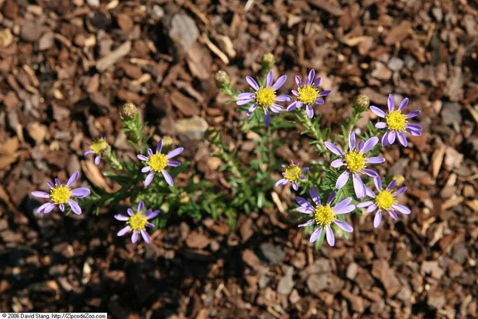 Őszirózsa / Aster linariifolius