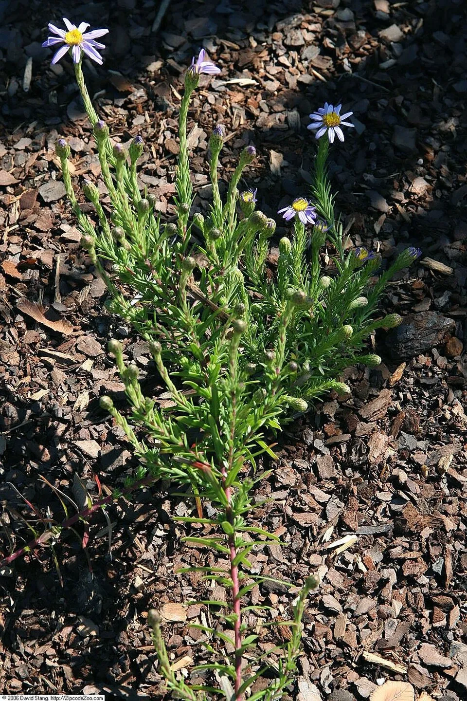 Őszirózsa / Aster linariifolius