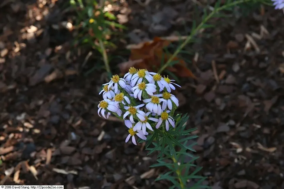 Őszirózsa / Aster linariifolius