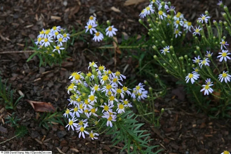 Őszirózsa / Aster linariifolius