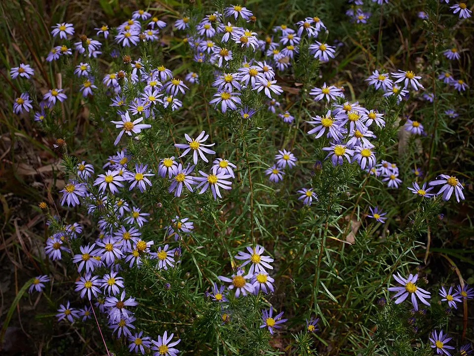 Őszirózsa / Aster linariifolius