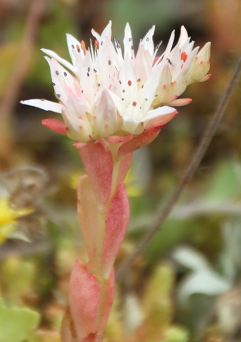 Kaukázusi varjúháj / Sedum spurium 'Ruby Mantle'