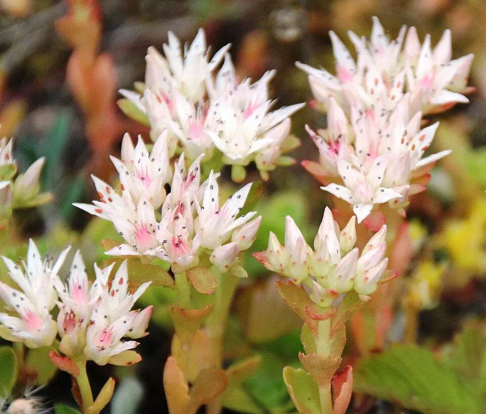 Kaukázusi varjúháj / Sedum spurium 'Ruby Mantle'