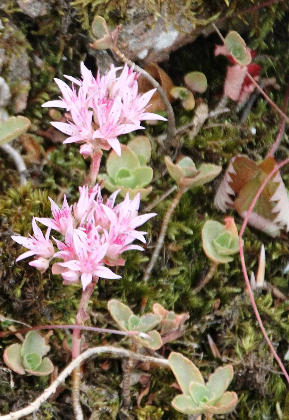 Kaukázusi varjúháj / Sedum spurium 'Schobuser Blut'