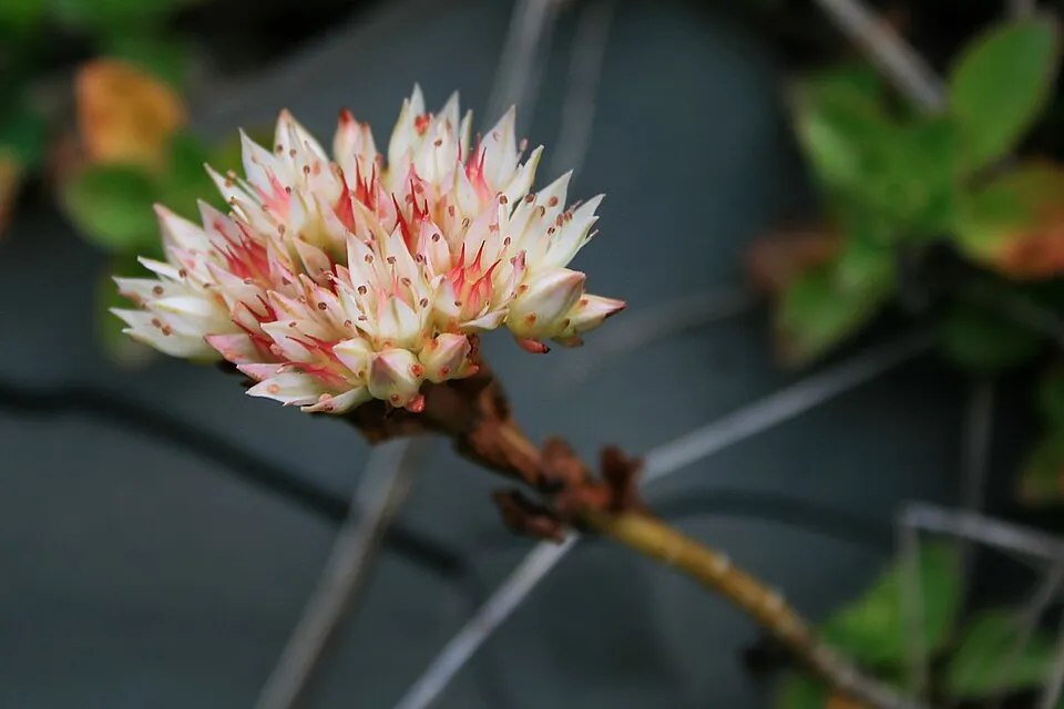 Kaukázusi varjúháj / Sedum spurium 'Schobuser Blut'