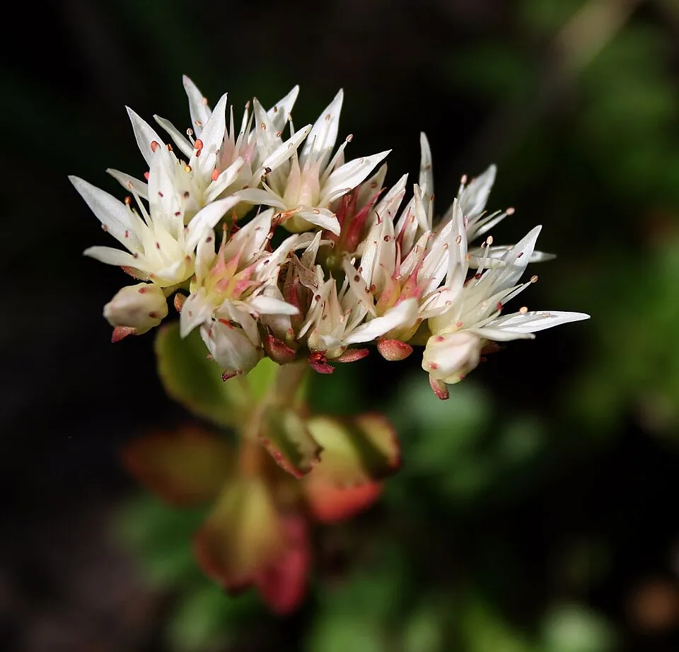 Kaukázusi varjúháj / Sedum spurium 'Schobuser Blut'