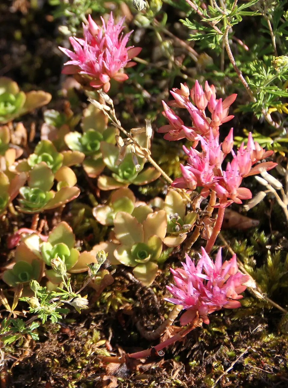 Kaukázusi varjúháj / Sedum spurium 'Schobuser Blut'