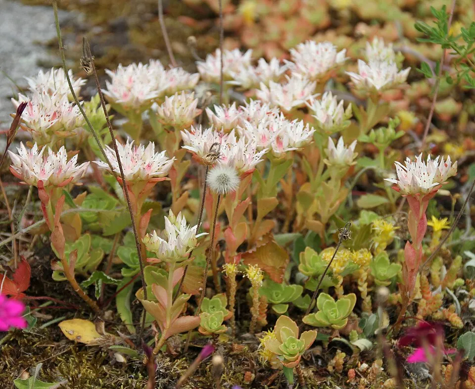 Kaukázusi varjúháj / Sedum spurium 'What a Doozie'