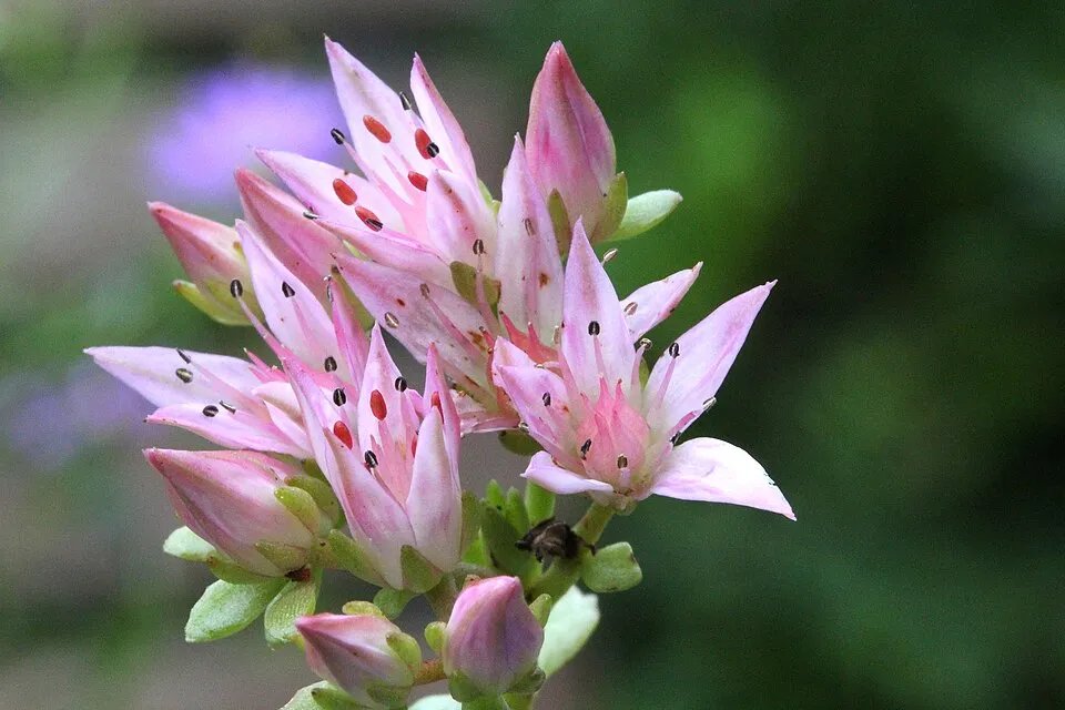 Kaukázusi varjúháj / Sedum spurium 'What a Doozie'
