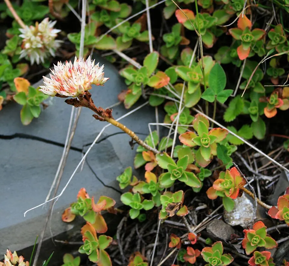 Kaukázusi varjúháj / Sedum spurium 'What a Doozie'