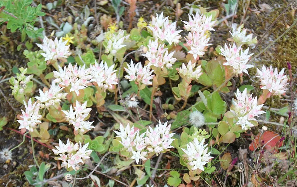 Kaukázusi varjúháj / Sedum spurium 'What a Doozie'