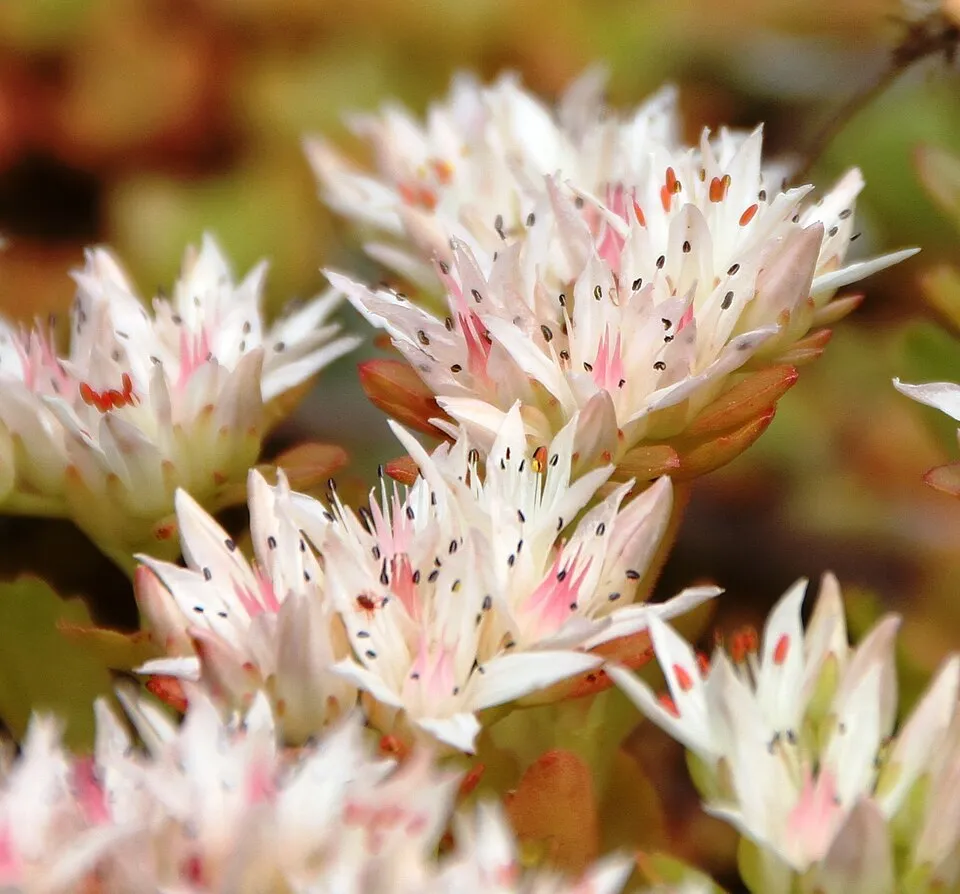 Kaukázusi varjúháj / Sedum spurium 'What a Doozie'