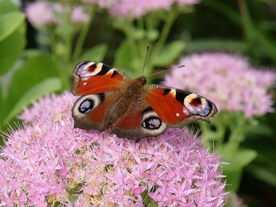 Varjúháj / Sedum SUNSPARKLER® 'Dazzleberry'