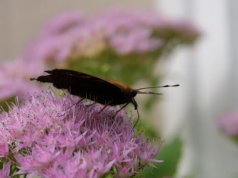 Varjúháj / Sedum SUNSPARKLER® 'Dazzleberry'