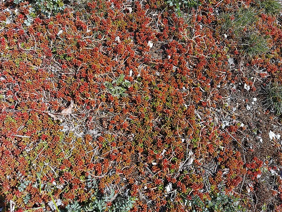 Varjúháj / Sedum SUNSPARKLER® 'Dazzleberry'