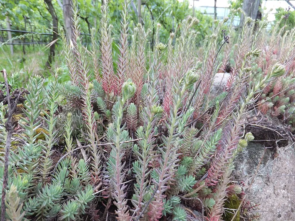 Varjúháj / Sedum SUNSPARKLER® 'Dazzleberry'