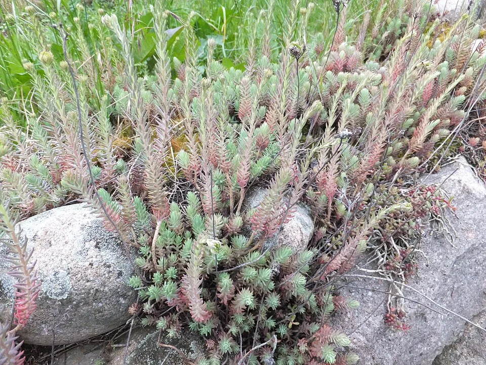 Varjúháj / Sedum SUNSPARKLER® 'Dazzleberry'