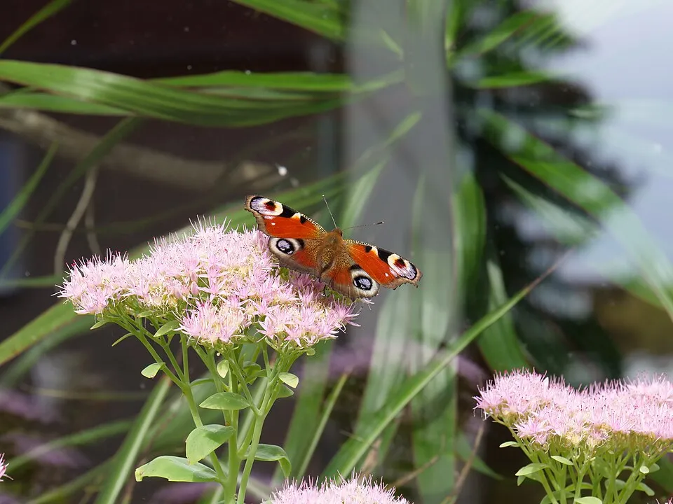 Varjúháj / Sedum SUNSPARKLER® 'Dazzleberry'