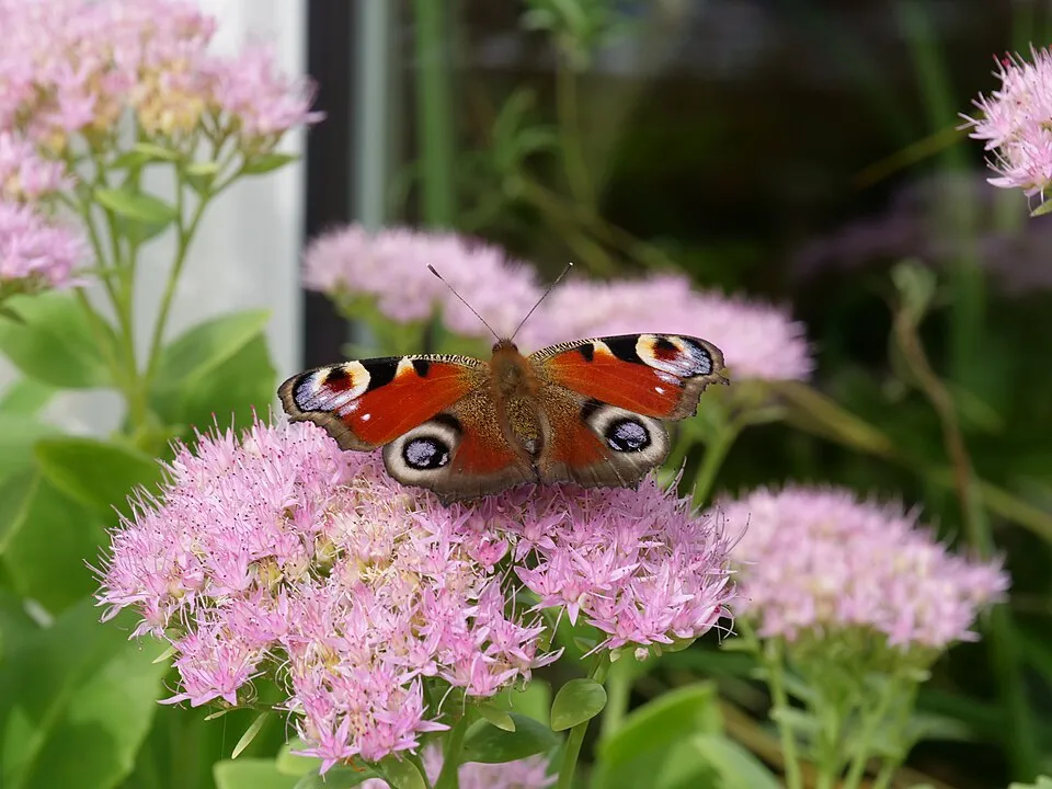 Varjúháj / Sedum SUNSPARKLER® 'Dazzleberry'