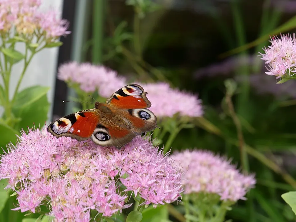 Varjúháj / Sedum SUNSPARKLER® 'Dazzleberry'